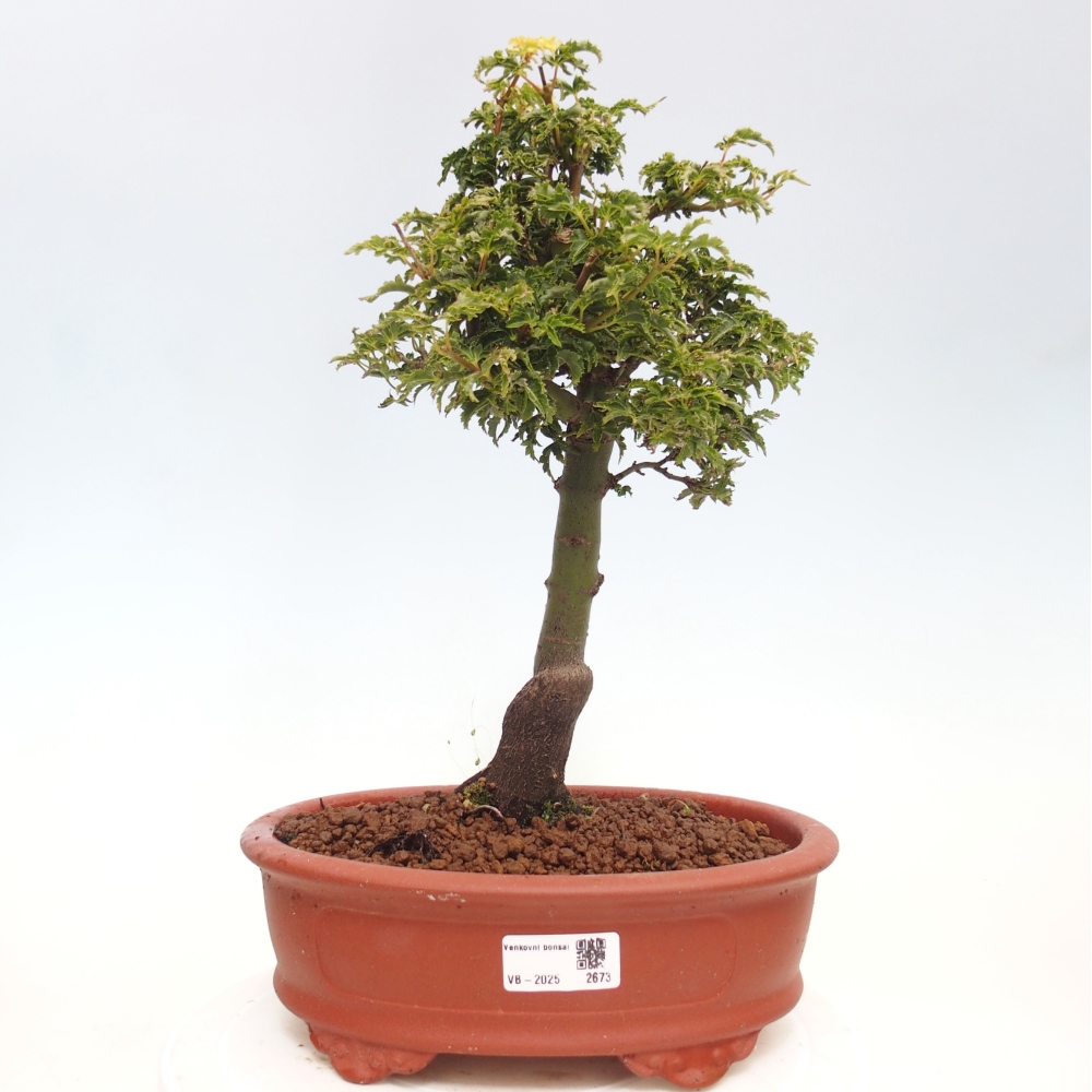 Bonsai da esterno -Palma di Giava Acer palmatum Shishigashira