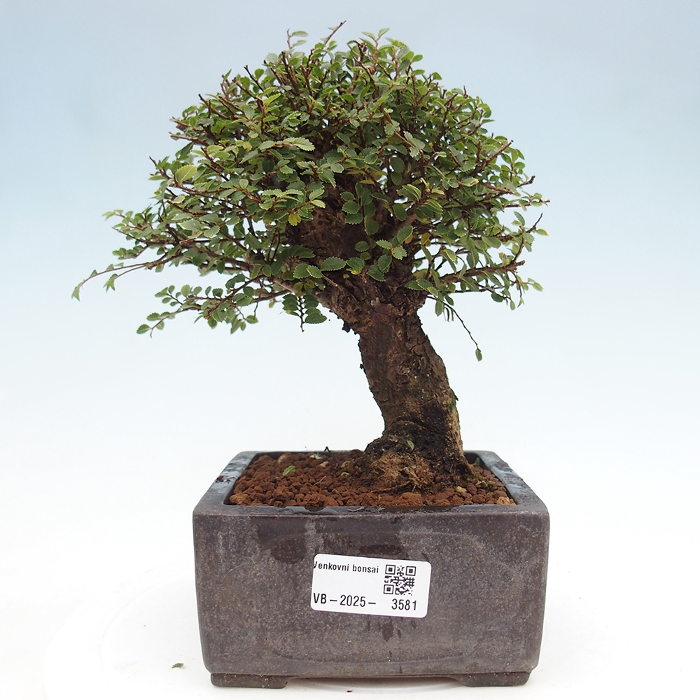 Bonsai da esterno - Ulmus parvifolia Hokkaido - Olmo cinese