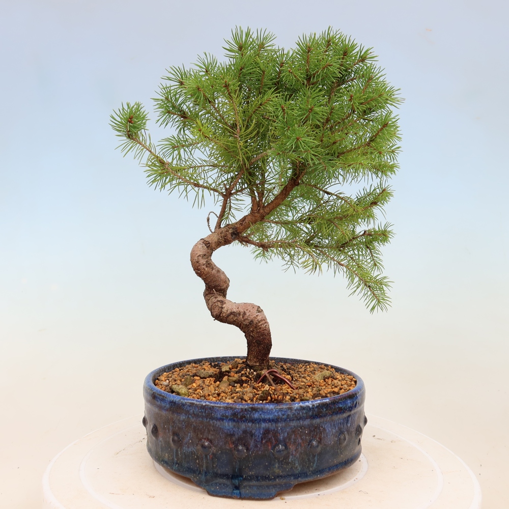 Bonsai da esterno - Abete rosso - Picea glauca globo