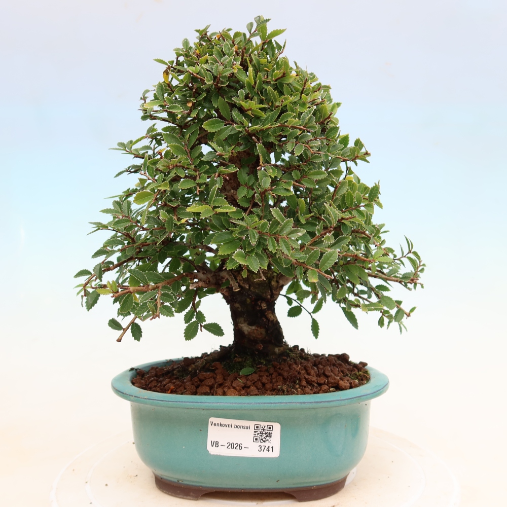 Bonsai da esterno - Zelkova - Zelkova NIRE