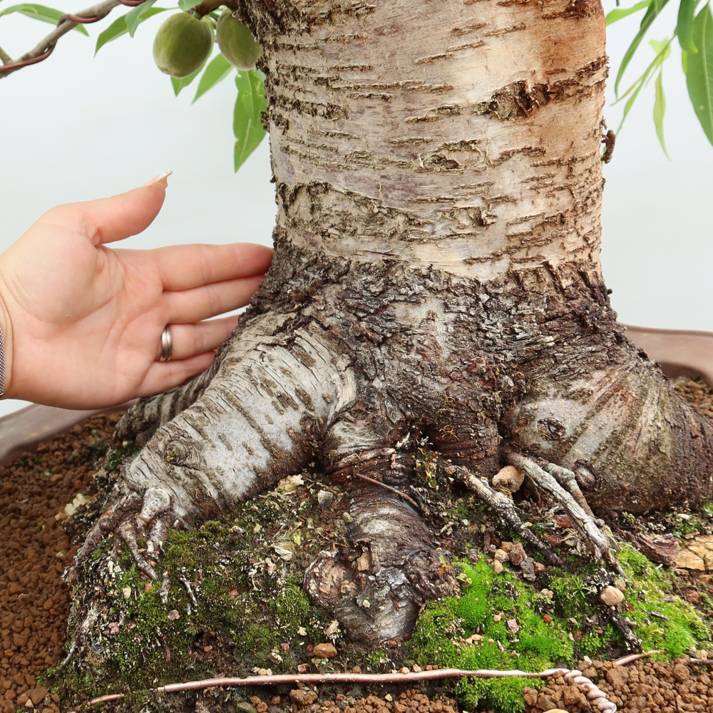 Bonsai da esterno - Prunus dulcis – Mandorlo comune