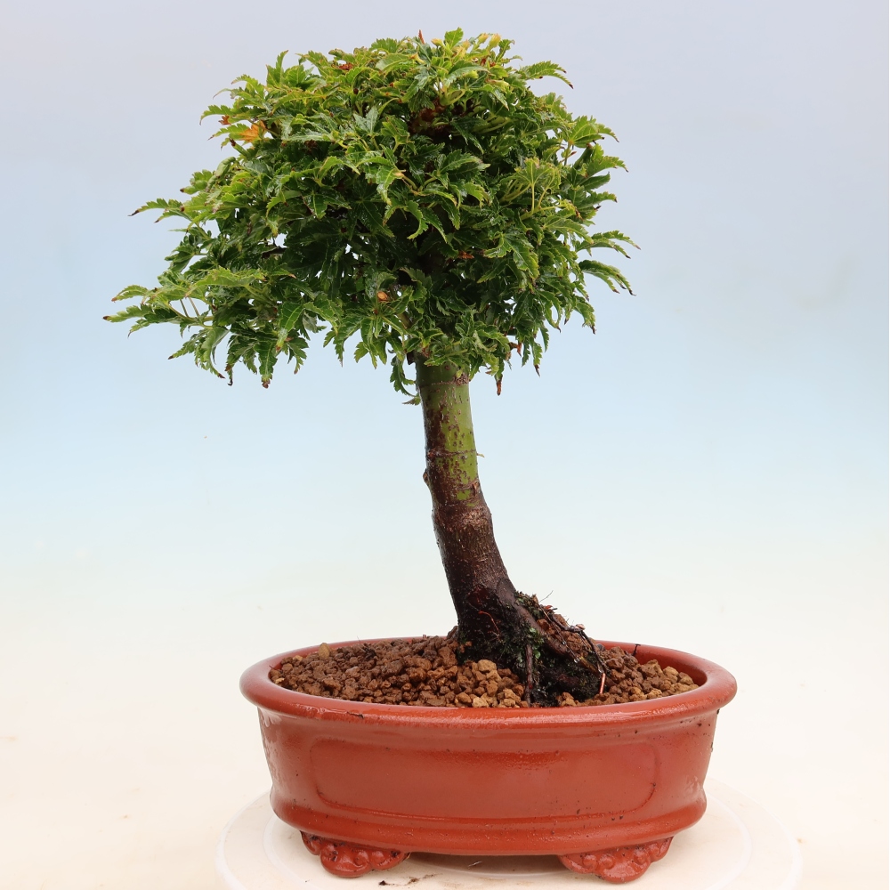 Bonsai da esterno -Palma di Giava Acer palmatum Shishigashira