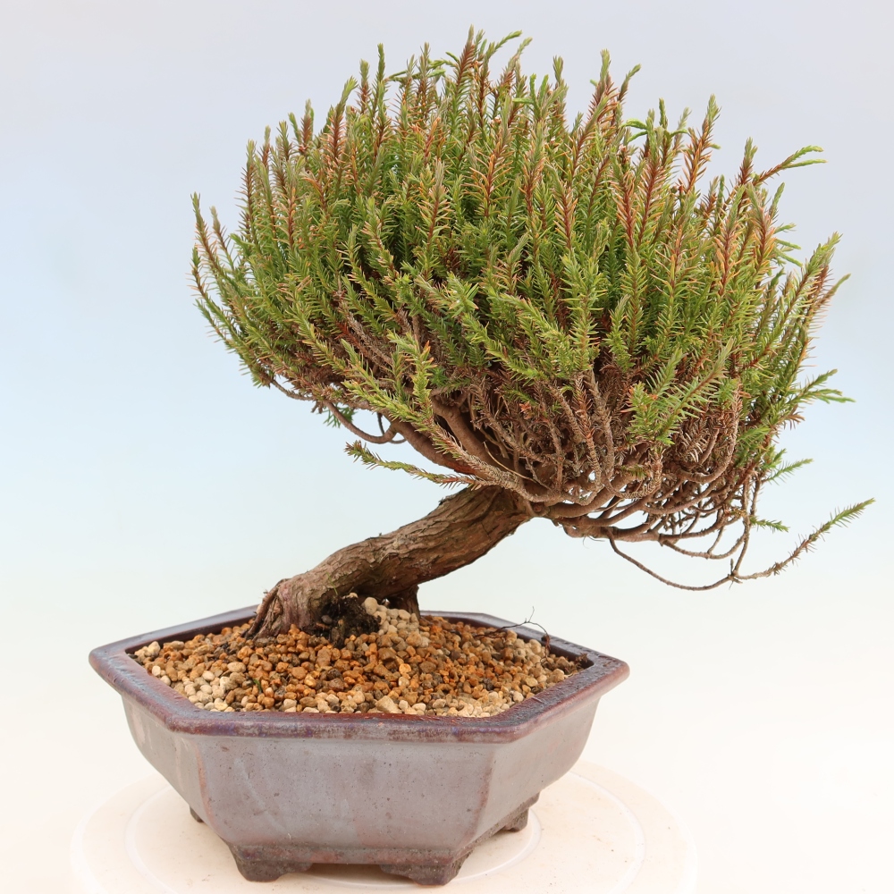 Bonsai da esterno - Cryptomeria - Criptomeria