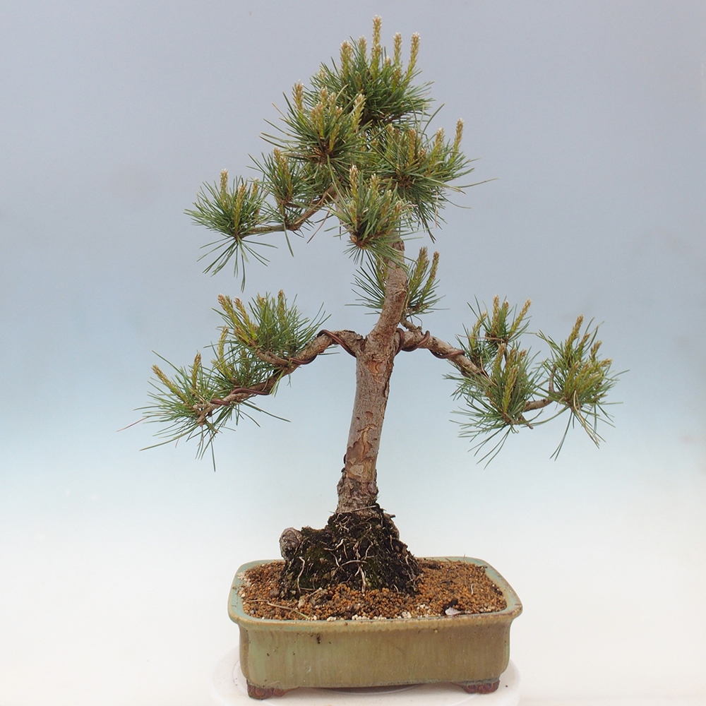 Bonsai da esterno - Pinus Sylvestris Watererri - Pino silvestre