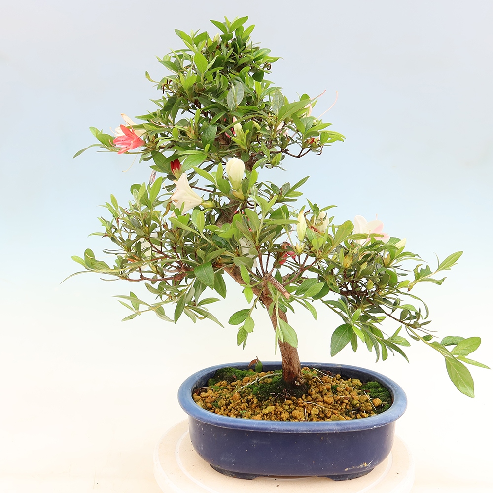 Bonsai da esterno - Azalea giapponese - Azalea Senhime