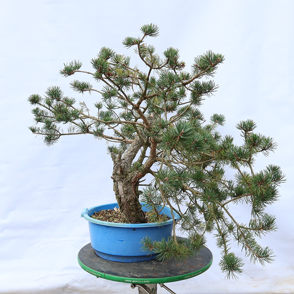 Pinus sylvestris Spagna - pino silvestre
