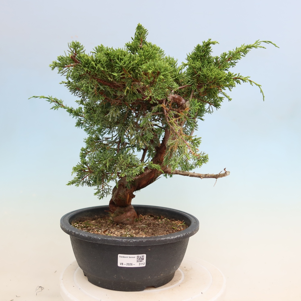 Bonsai da esterno - Juniperus chinensis Itoigawa-Juniperus chinensis