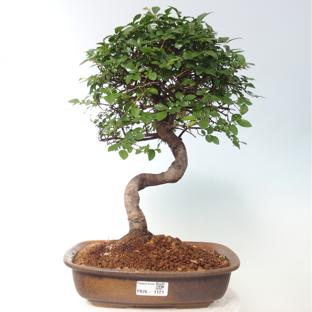 Camera bonsai - Ulmus parvifolia - Olmo a foglie piccole
