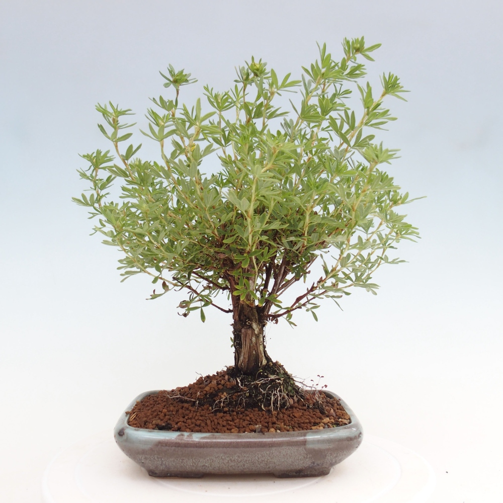 Bonsai da esterno - Potentila fruticosa yellow Bird