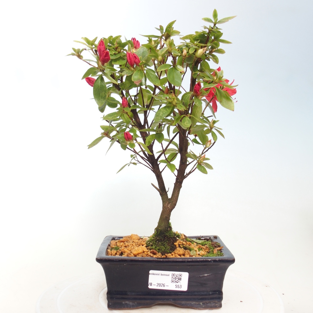 Bonsai da esterno - Azalea giapponese - Azalea sp.