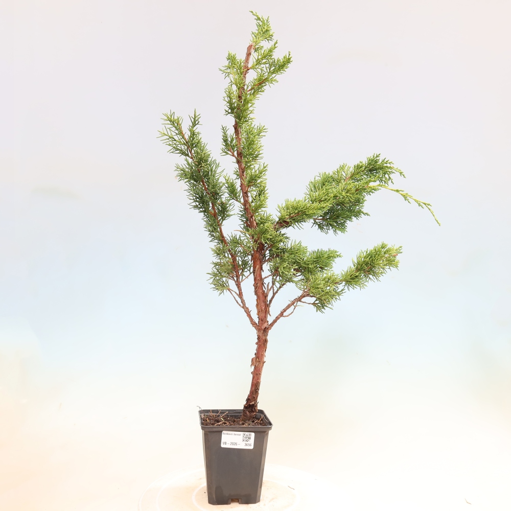 Bonsai da esterno - Juniperus chinensis Kishu