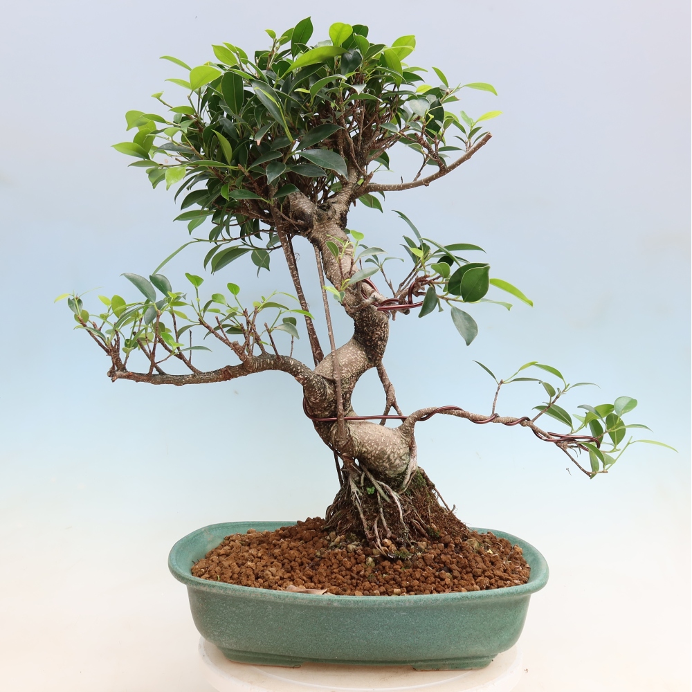Camera bonsai - Ficus kimmen - ficus a foglie piccole
