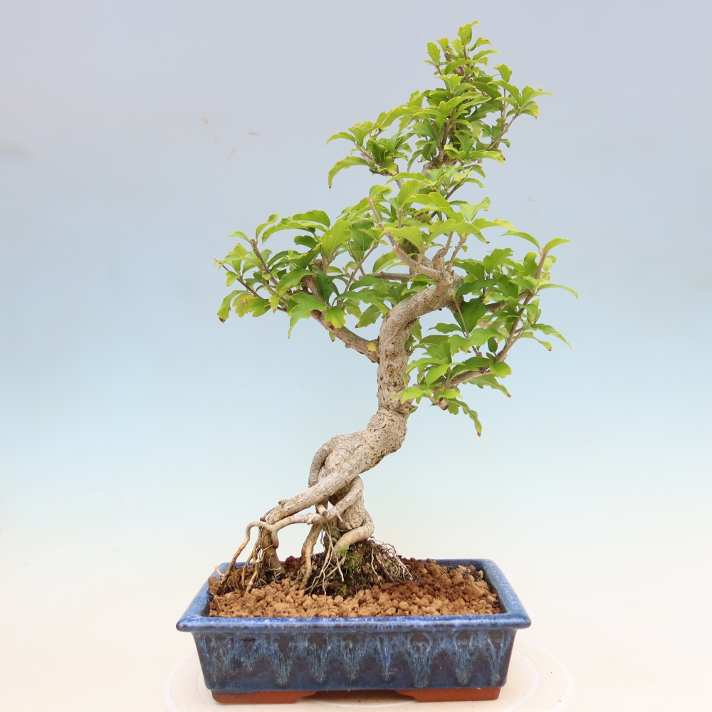 Bonsai da esterno - Hibiscus syriacus - Ibisco siriano