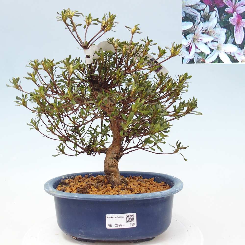 Bonsai da esterno - Azalea giapponese - Azalea Ryusen