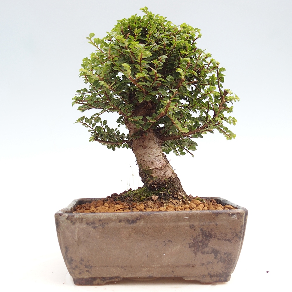 Bonsai da esterno - Ulmus parvifolia Hokkaido - Olmo cinese