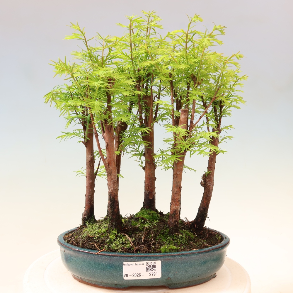 Bonsai da esterno - Metasequoia glyptostroboides - Metasequoia cinese - boschetto