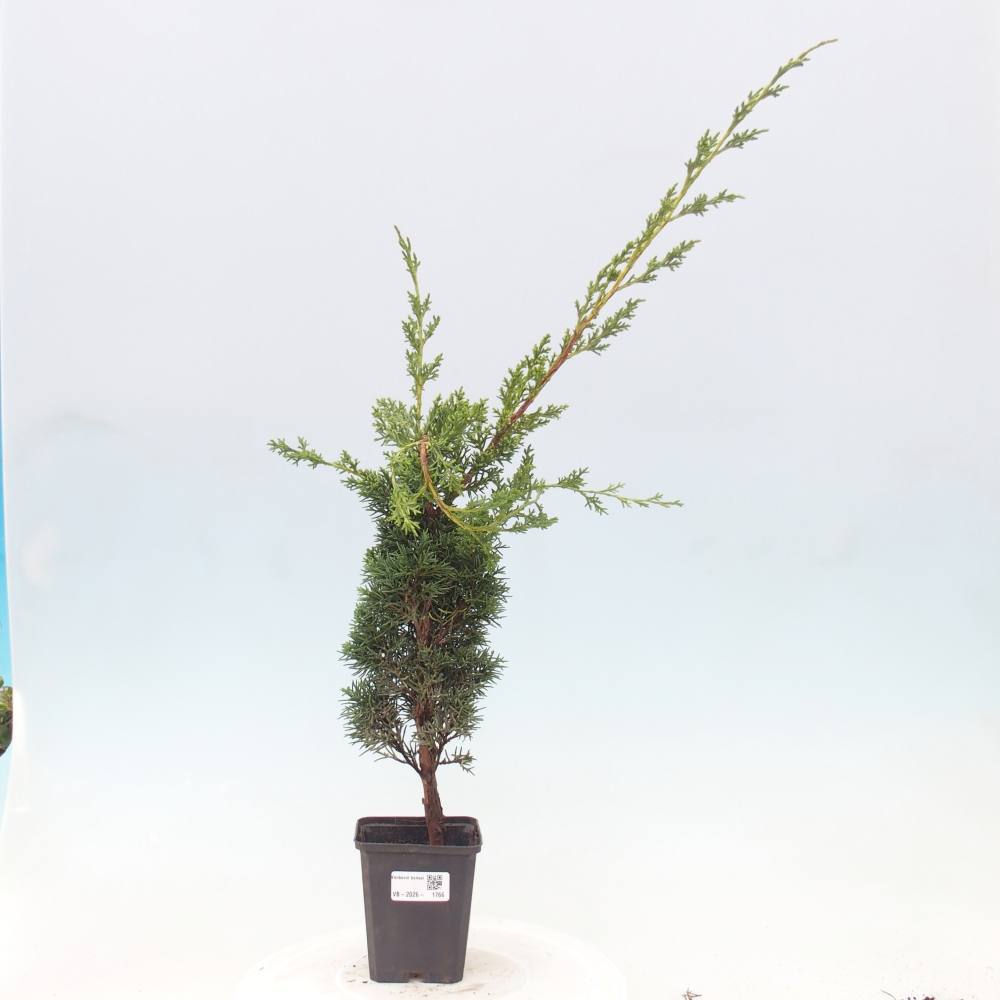 Bonsai da esterno - Juniperus chinensis Kishu