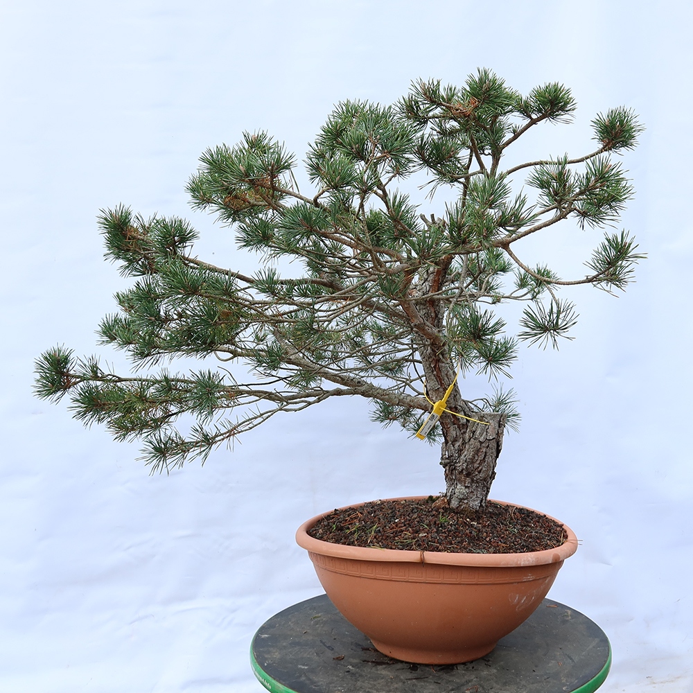 Pinus sylvestris Spagna - pino silvestre