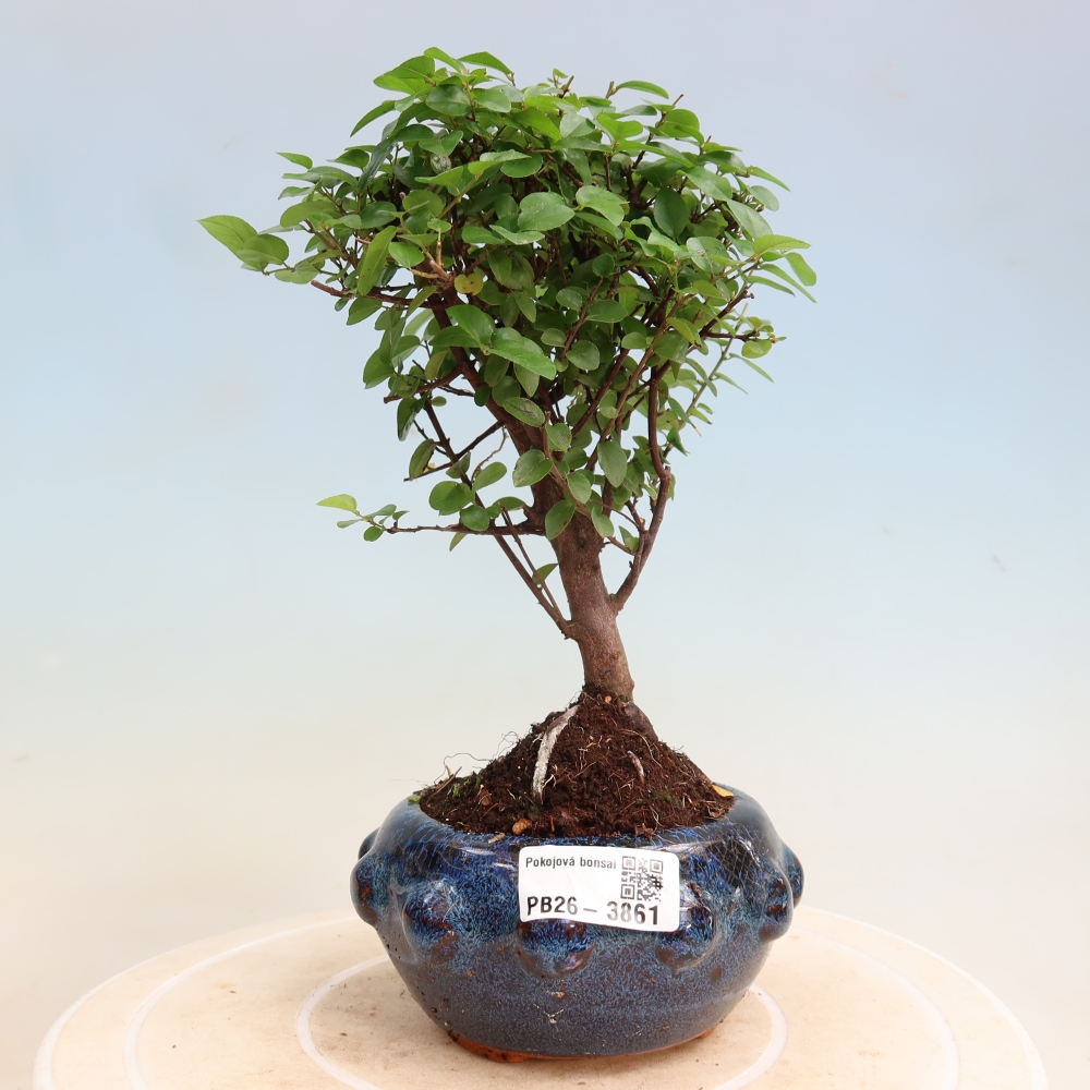 Camera bonsai - Sageretia thea - Sageretia thea