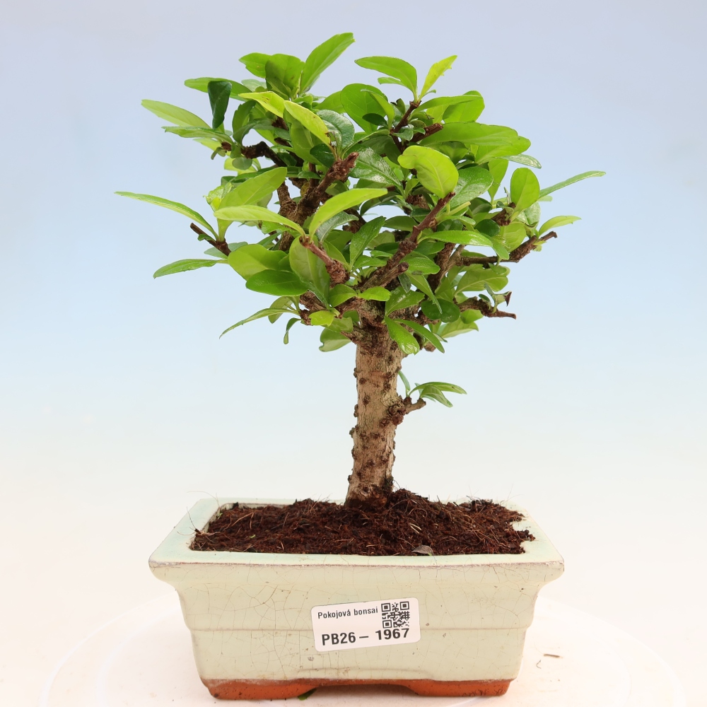 Camera bonsai - Carmona macrophylla - Tea fuki