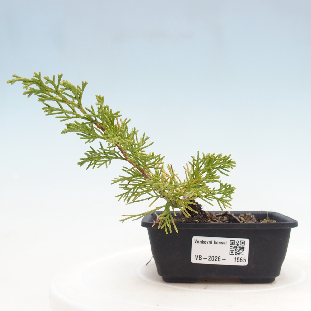 Bonsai da esterno - Juniperus chinensis Itoigawa