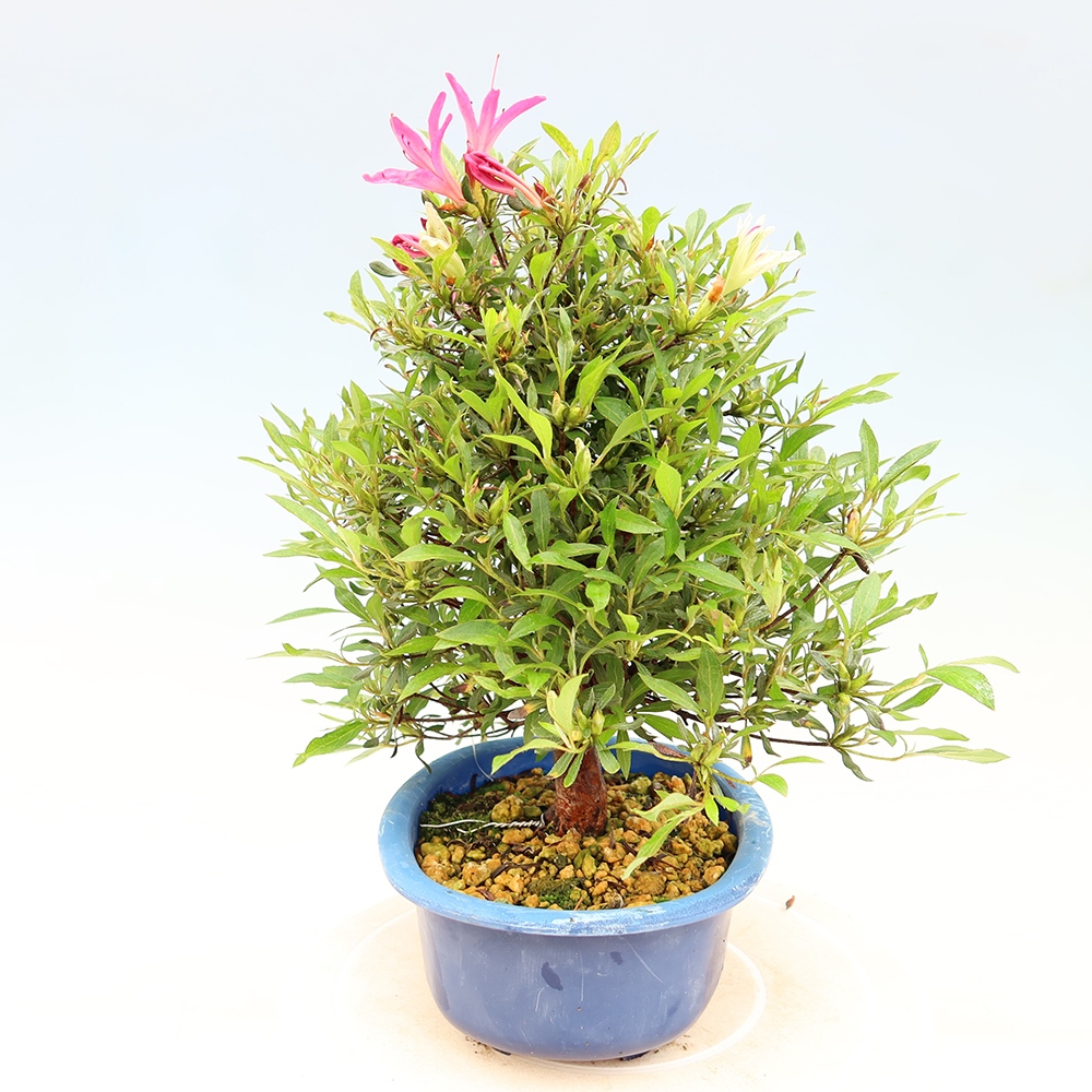 Bonsai da esterno - Azalea giapponese - Azalea Ryusen