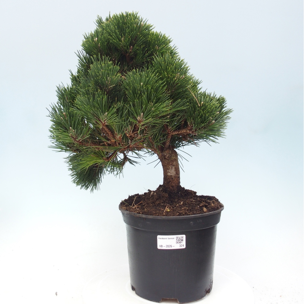 Bonsai da esterno - Pinus thunbergii senjyumaru - Pino di Thunberg