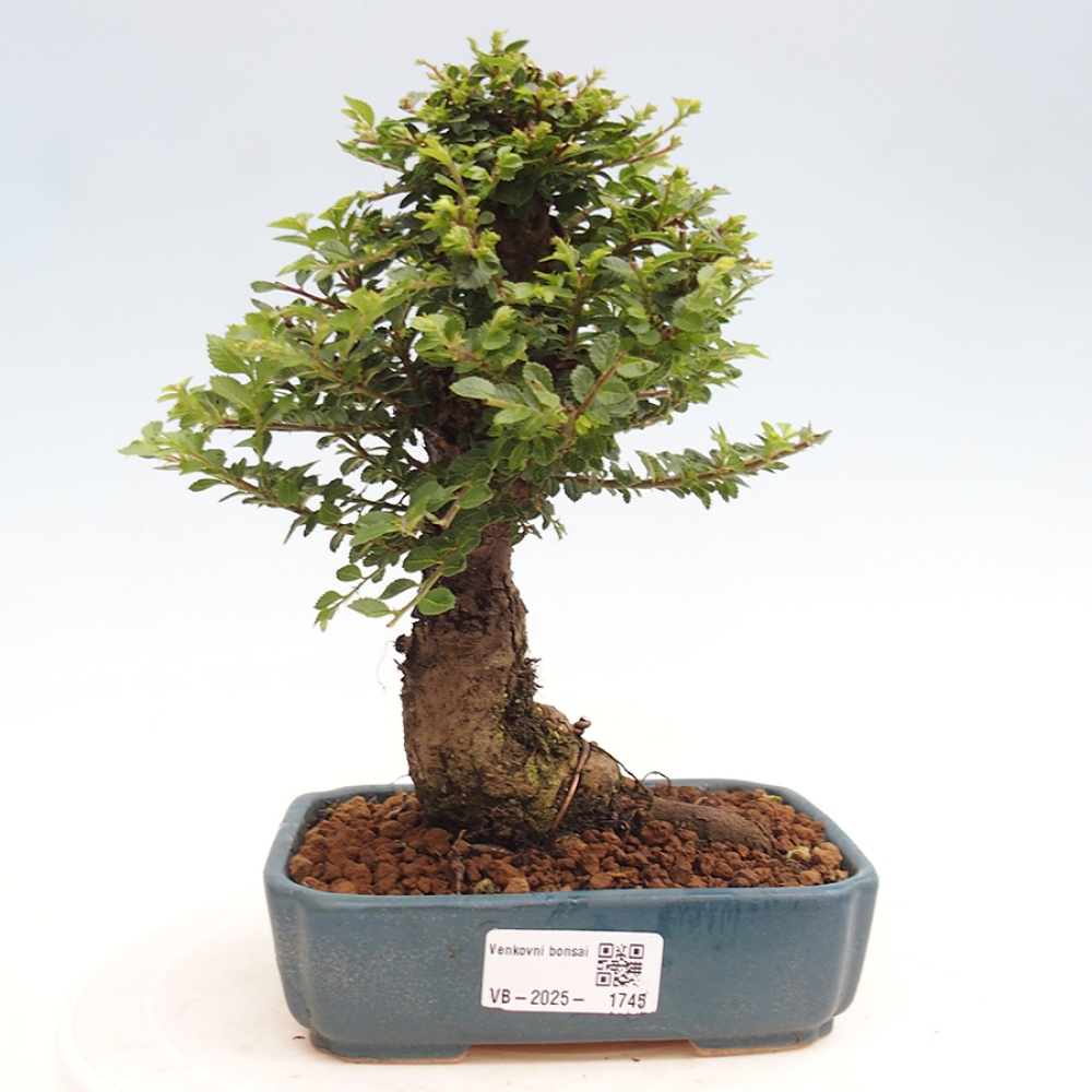 Bonsai da esterno - Ulmus parvifolia Hokkaido - Olmo cinese