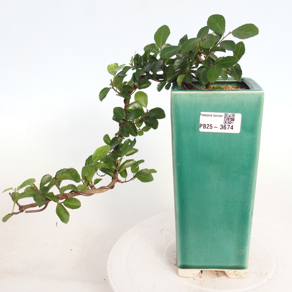 Bonsai da interno - Grewia occidentalis - Stella marina della lavanda