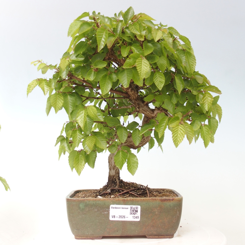 Bonsai da esterno -Carpinus CARPINOIDES - Carpino coreano