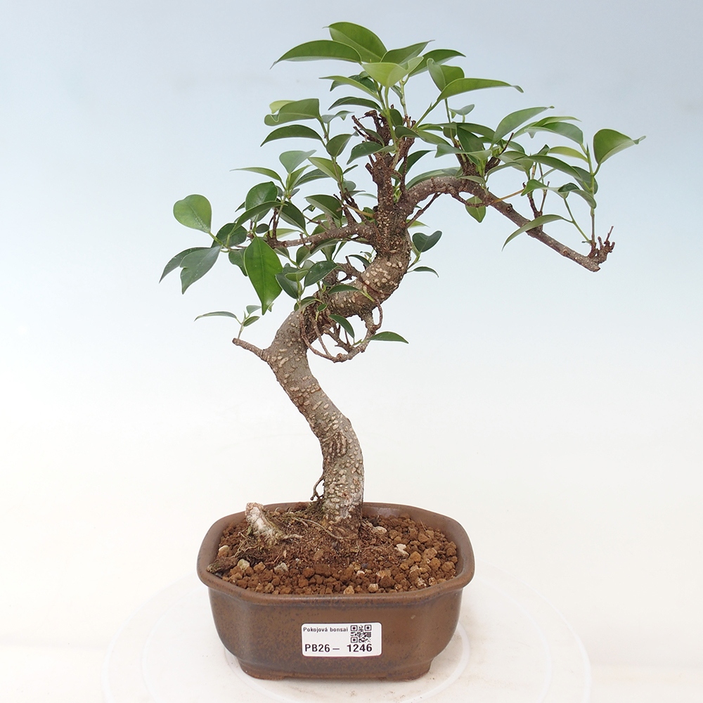 Camera bonsai - Ficus retusa - ficus a foglie piccole