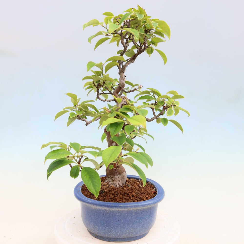 Bonsai da esterno - Pseudocydonia sinensis - Cotogno cinese