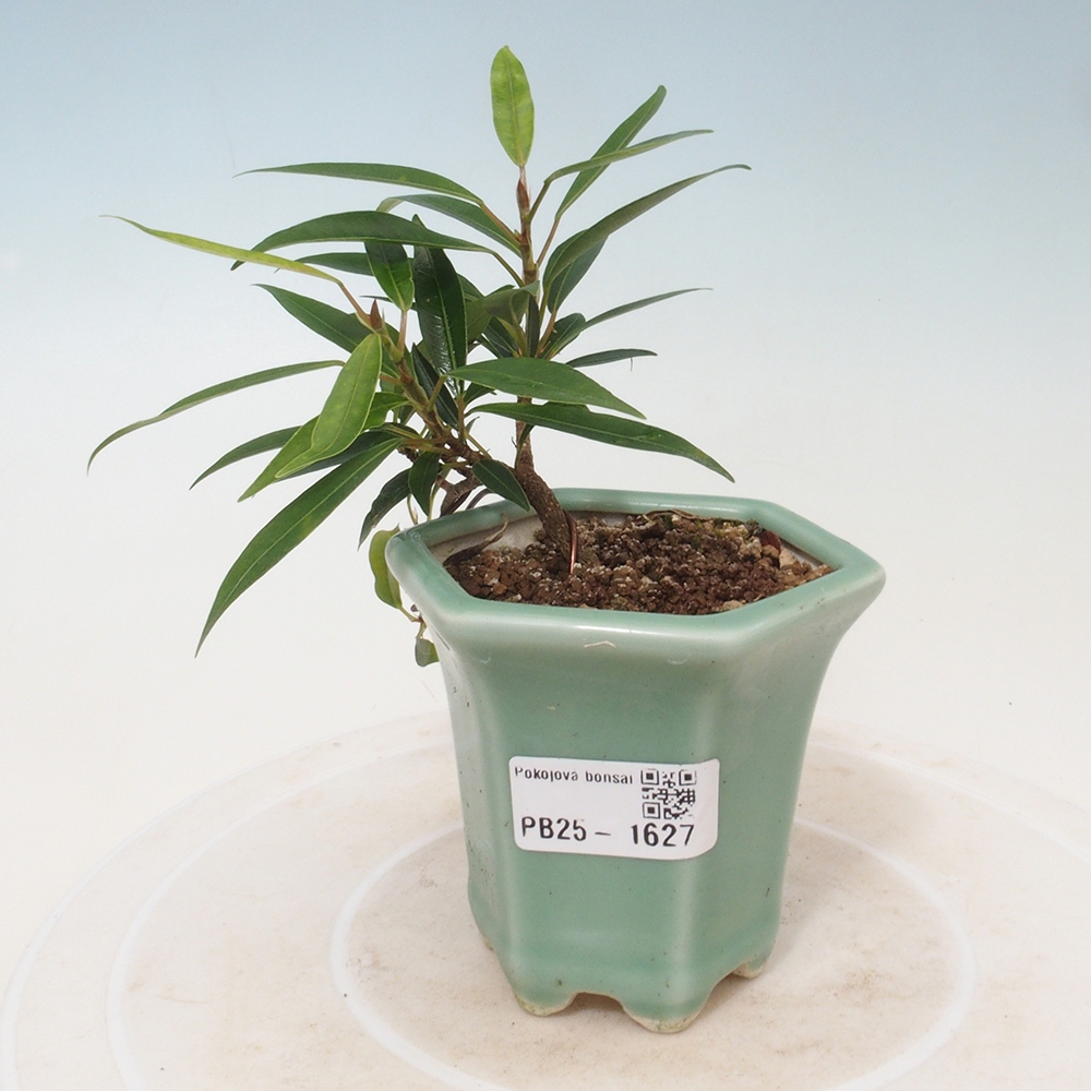 Camera bonsai - Ficus nerifolia - ficus a foglie piccole