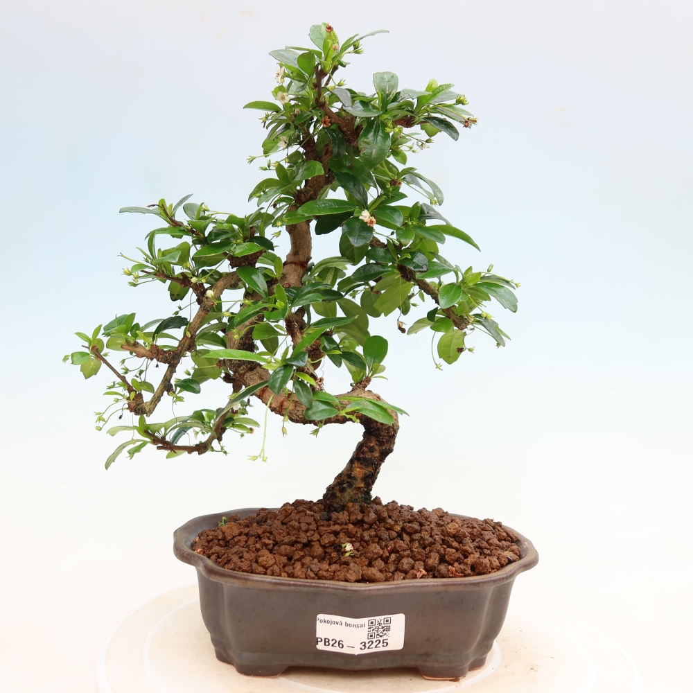 Camera bonsai - Carmona macrophylla - Tea fuki