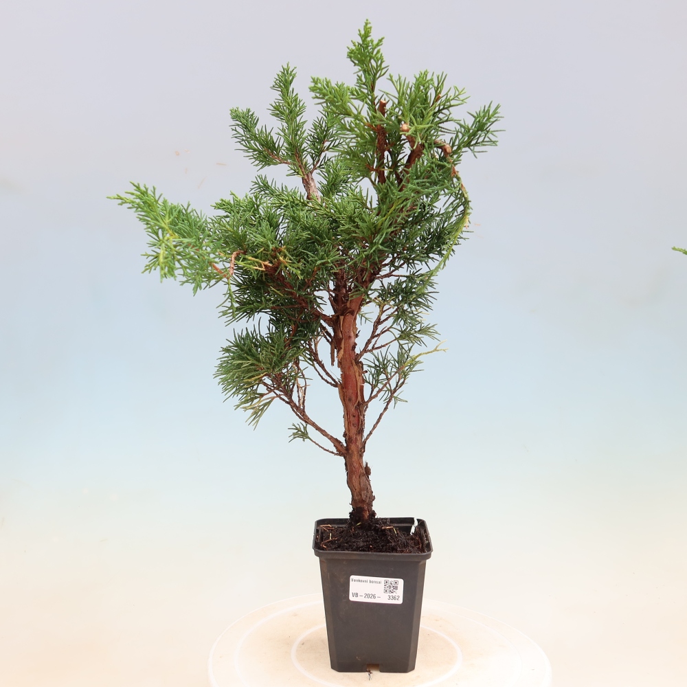 Bonsai da esterno - Juniperus chinensis Kishu