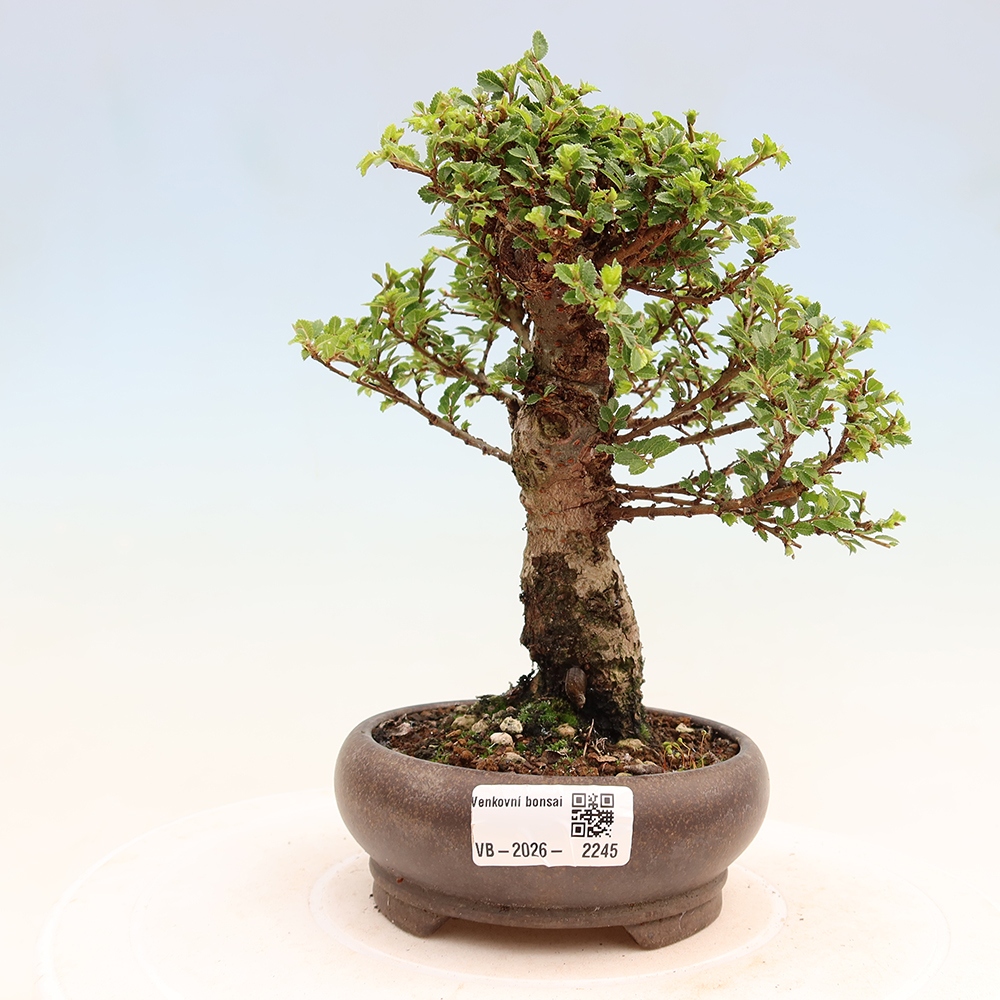 Bonsai da esterno - Ulmus parvifolia Sagei - Olmo a foglie piccole