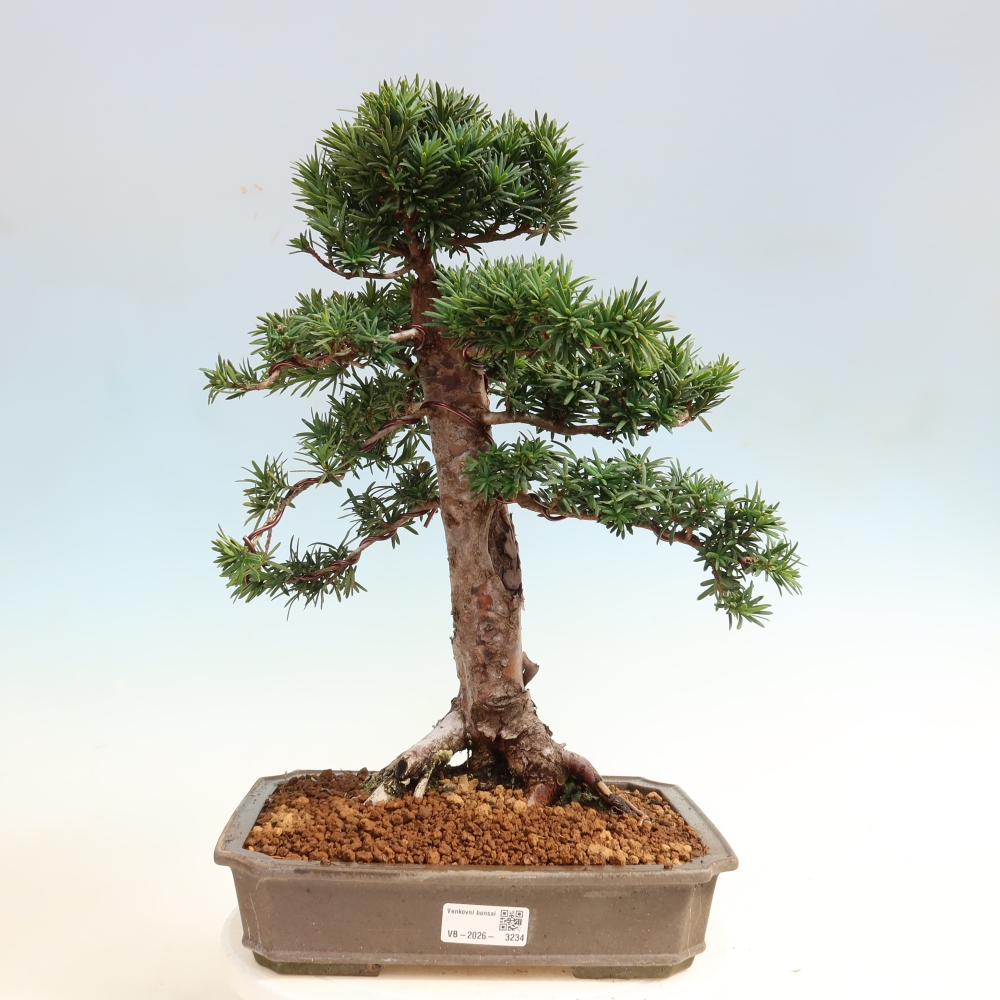 Bonsai da esterno - Taxus cuspidata - Tasso giapponese