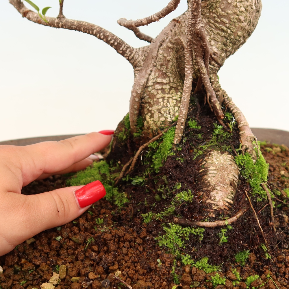 Camera bonsai - Ficus kimmen - ficus a foglie piccole