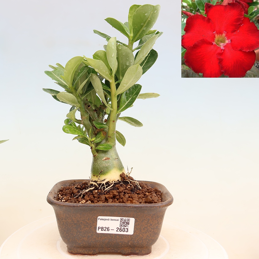 Bonsai da interno - Adenium obesum Red Star - Rosa del deserto