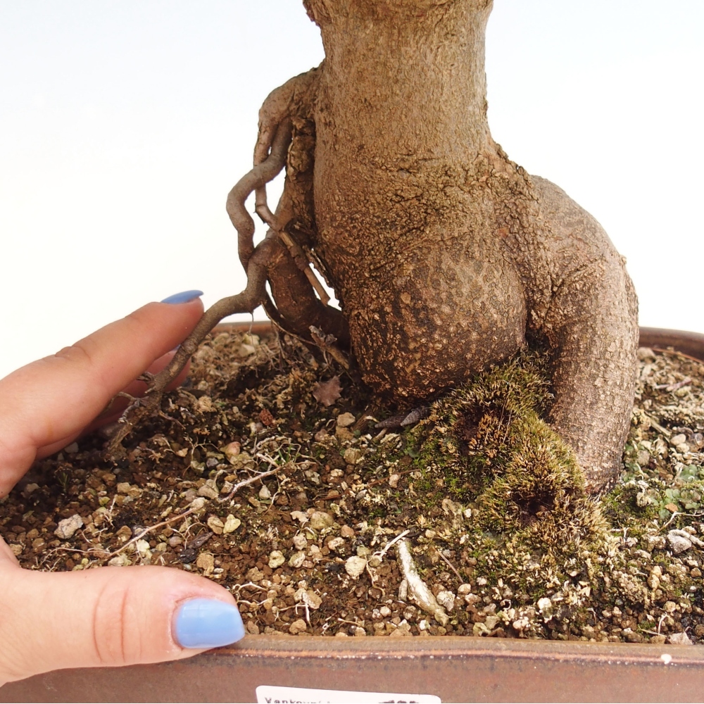 Bonsai da esterno - Acer Buergerianum - Acero di Burger