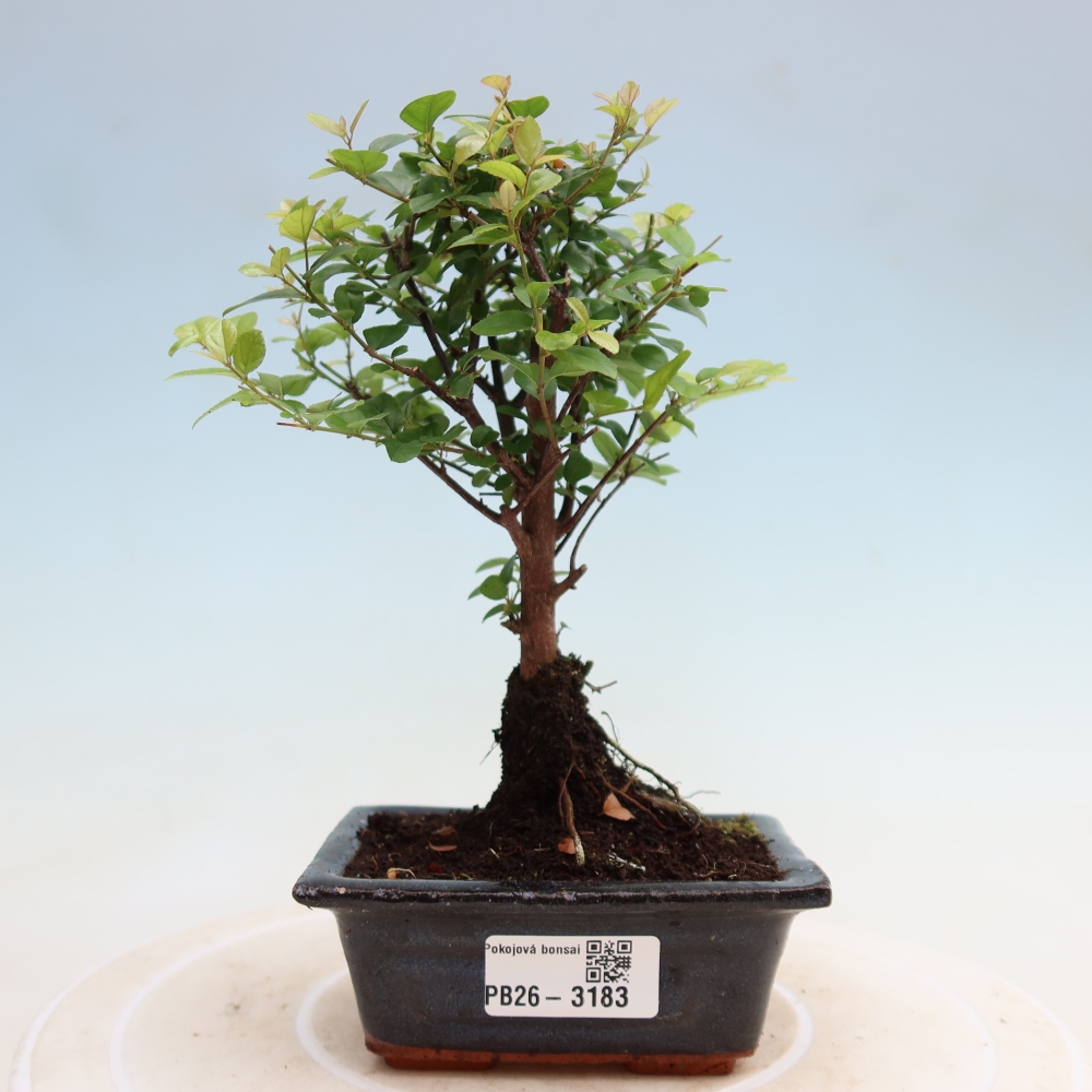 Camera bonsai - Sageretia thea - Sageretia thea