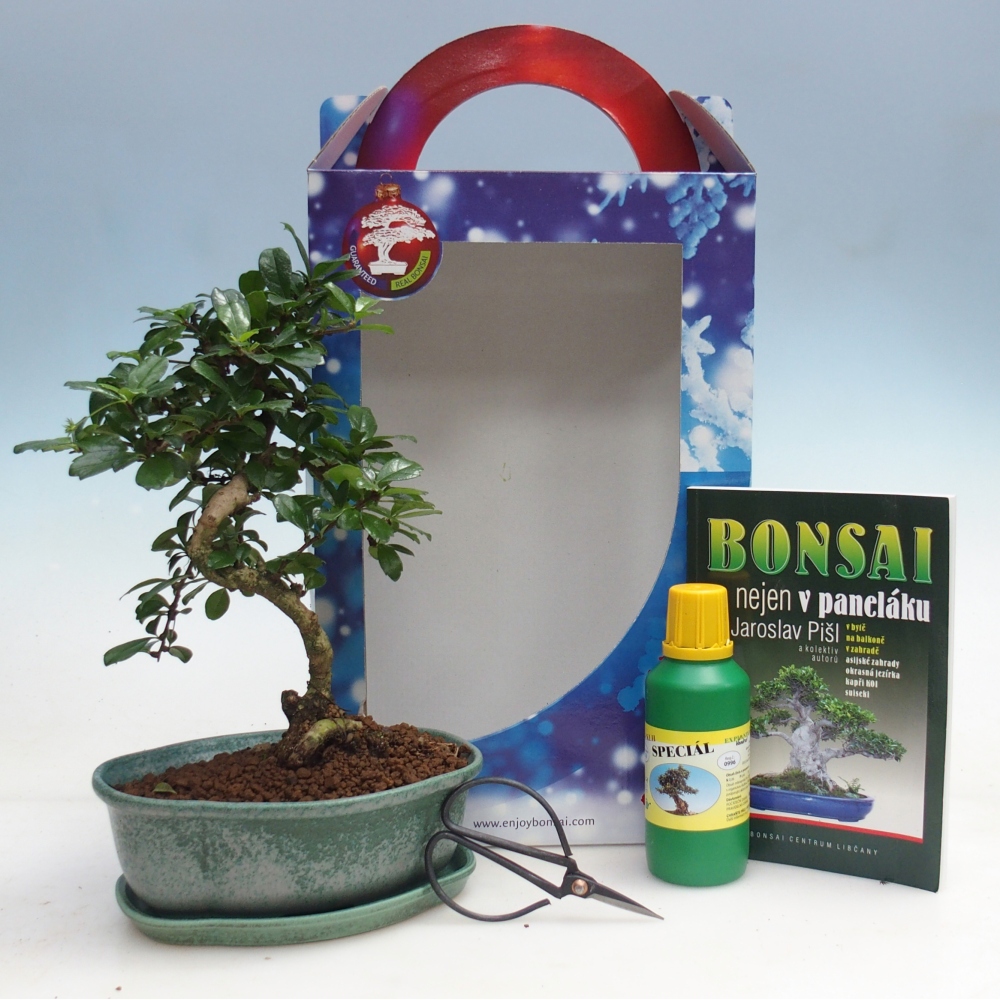 Bonsai da camera in confezione regalo Carmona microphylla - Tea fuki
