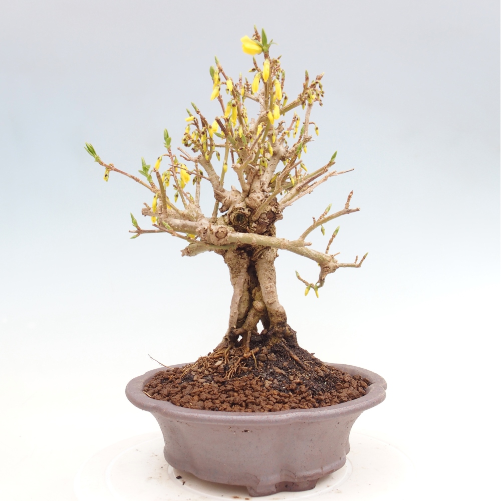 Bonsai da esterno - Zlatice - Forsythia koreana