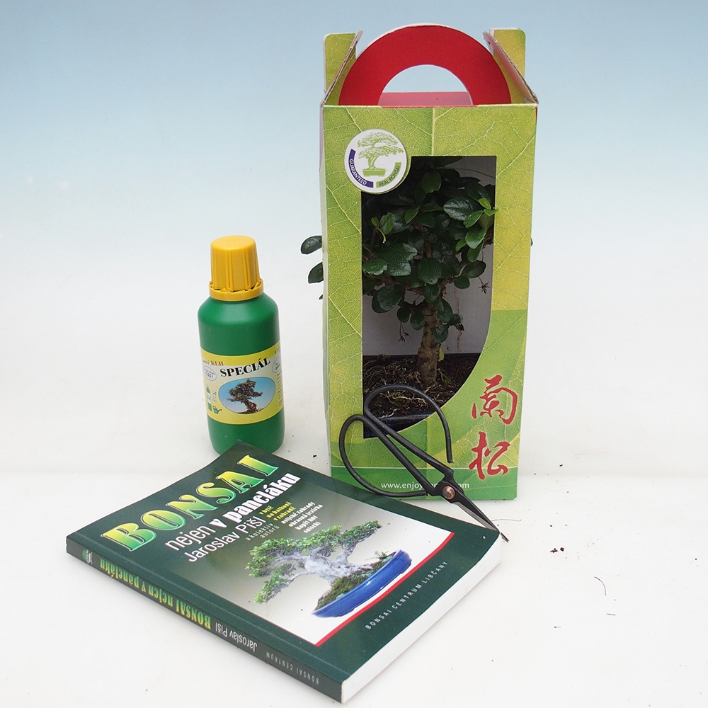 Bonsai da camera in confezione regalo Carmona microphylla - Tea fuki