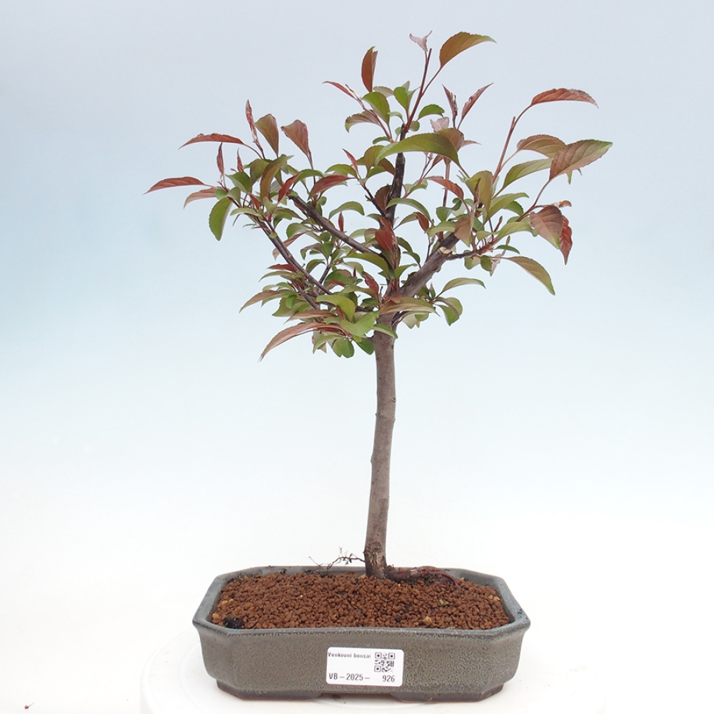 Bonsai da esterno -Malus domestica - Melo a piccoli frutti a foglie rosse