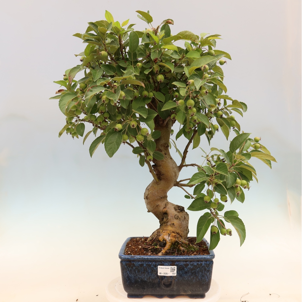 Bonsai da esterno -Malus halliana - Melo a frutto piccolo