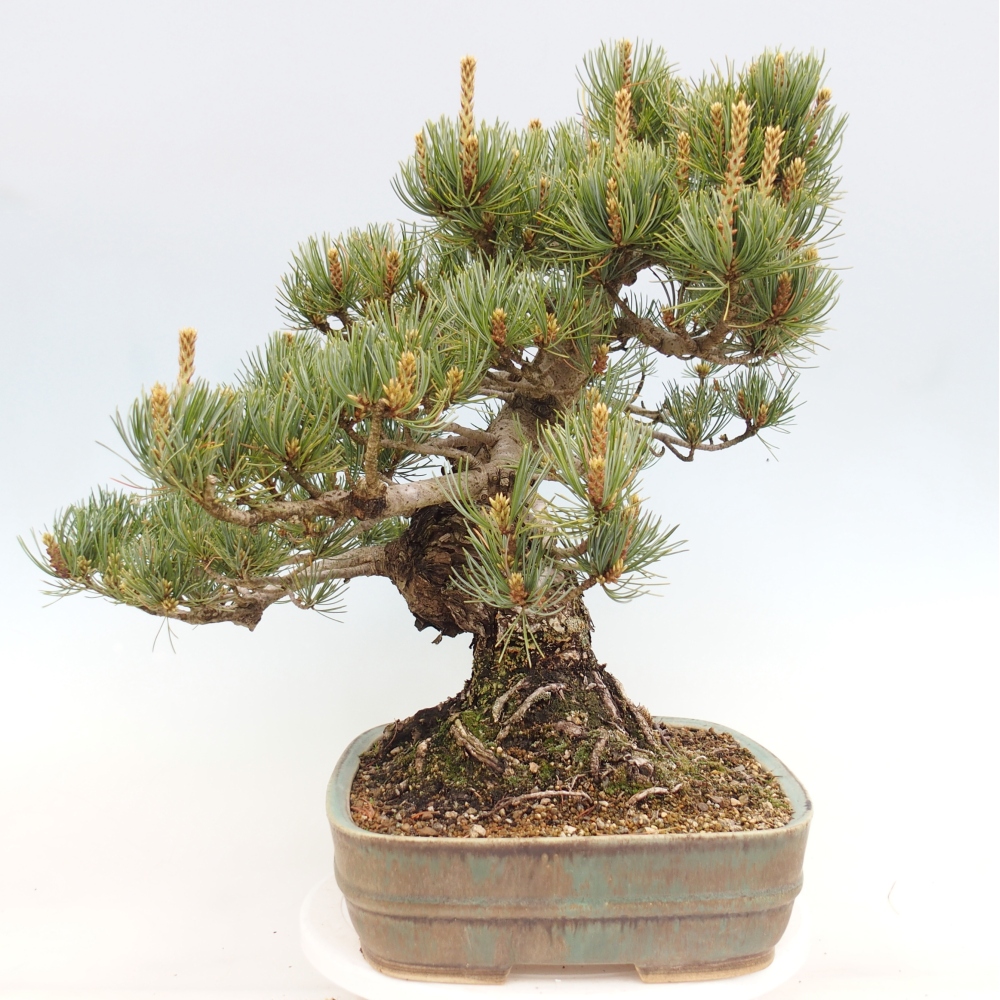 Bonsai da esterno - Pinus parviflora - Pinus parviflora