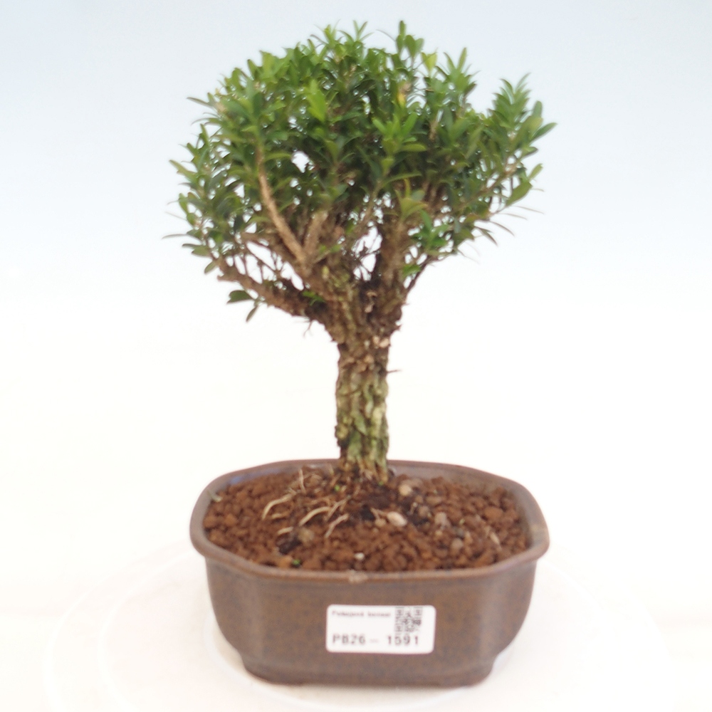 Camera bonsai - Buxus harlandii - buxus da sughero
