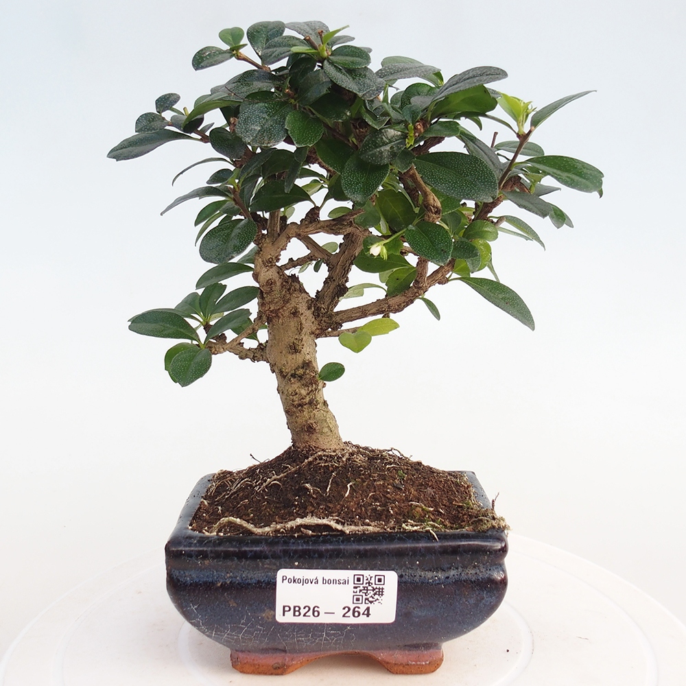 Camera bonsai - Carmona macrophylla - Tea fuki