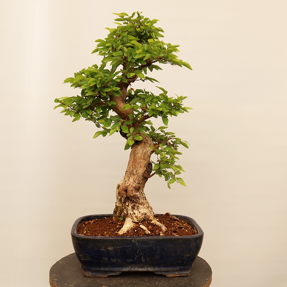 Bonsai da esterno -Carpinus Coreana - Carpino coreano